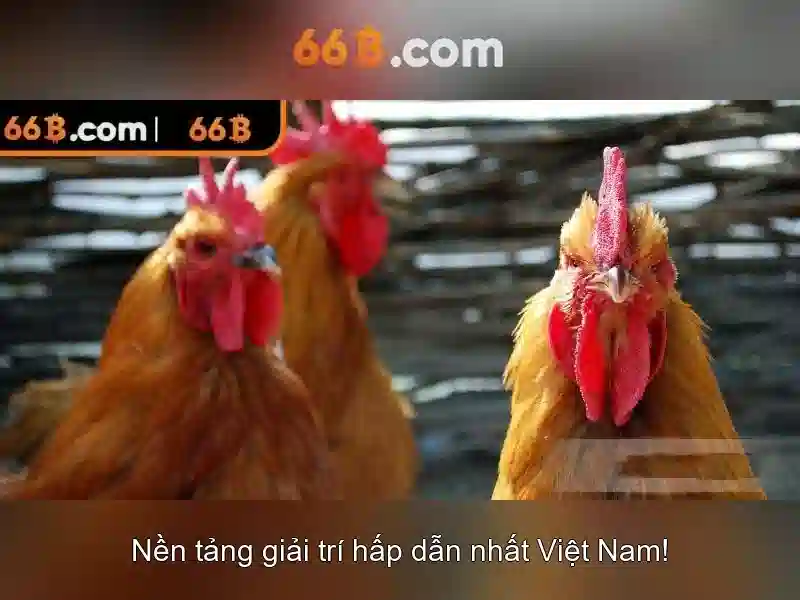 66b là gì